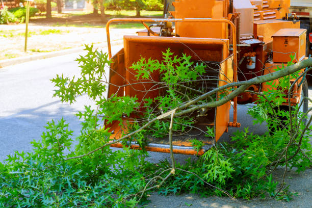 Best Best Tree Removal Services  in Exton, PA